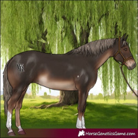 Horse Color:Liver Chestnut Tobiano Rabicano