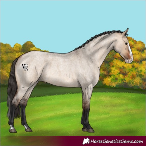 Horse Color:Unknown 