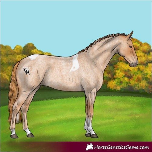 Horse Color:Unknown 