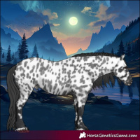 Horse Color:Blue Roan Near Leopard 