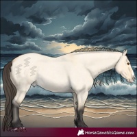 Horse Color:Buckskin Roan Dun Splash