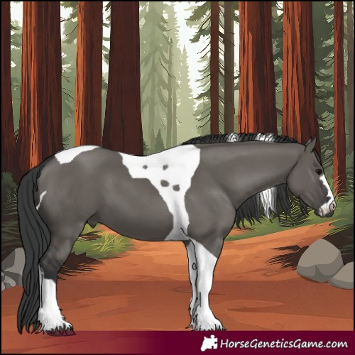 Horse Color:Grullo Tobiano 