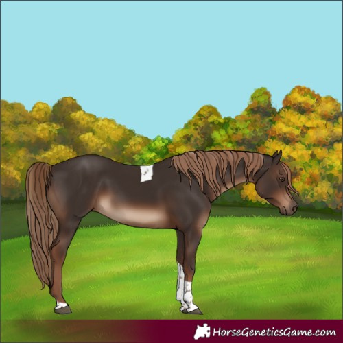 Horse Color:Liver Chestnut Tobiano Rabicano 