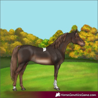Horse Color:Liver Chestnut Tobiano Rabicano