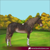 Horse Color:Liver Chestnut Tobiano Rabicano