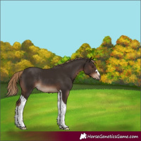 Horse Color:Liver Chestnut Tobiano Rabicano 