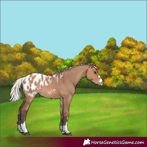 Horse Color:Silver Brown Dun Blanket 