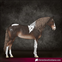 Horse Color:Liver Chestnut Tobiano Rabicano 