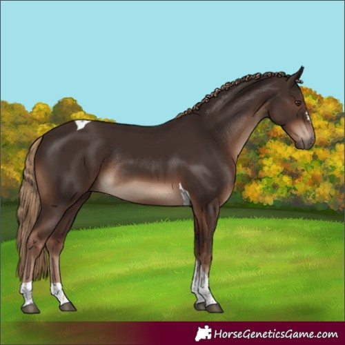 Horse Color:Liver Chestnut Tobiano Rabicano 