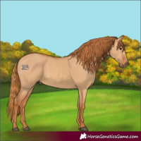 Horse Color:Red Dun 