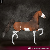 Horse Color:Bay Splash Frame