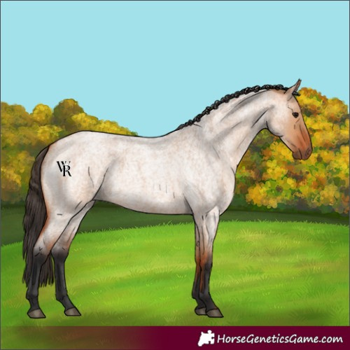 Horse Color:Unknown 
