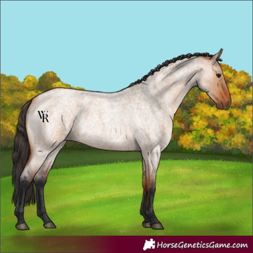 Horse Color:Unknown 