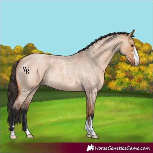 Horse Color:Unknown 