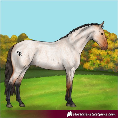 Horse Color:Unknown 