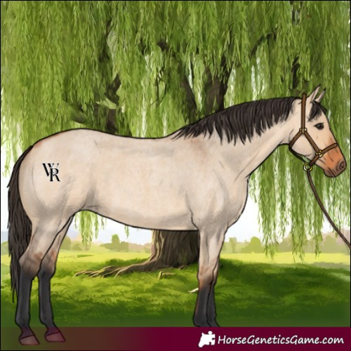 Horse Color:Bay Roan Dun 