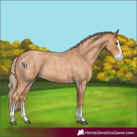 Horse Color:Red Roan Splash