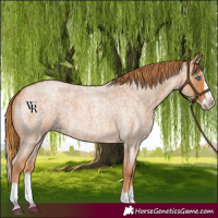Horse Color:Red Roan Splash 