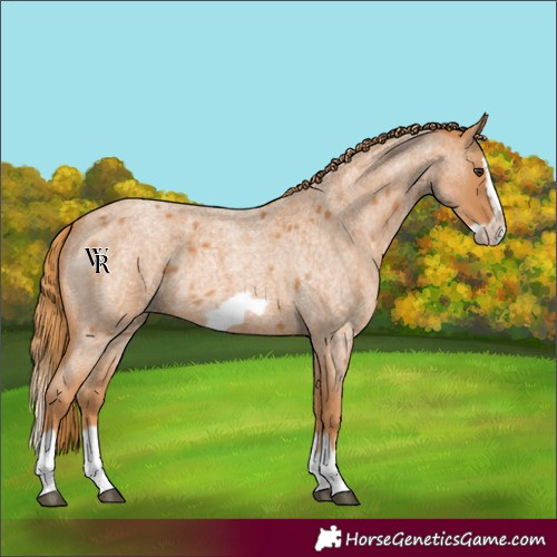 Horse Color:Unknown 