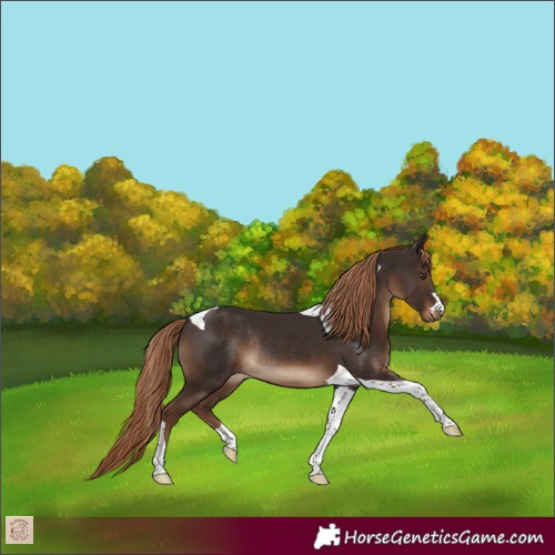 Horse Color:Liver Chestnut Tobiano Rabicano