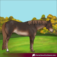Horse Color:Liver Chestnut Tobiano Rabicano 