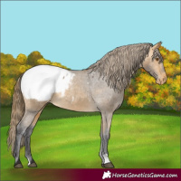 Horse Color:Buckskin Appaloosa
