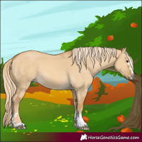 Horse Color:Palomino Dun