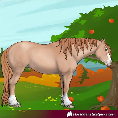 Horse Color:Gold Champagne 