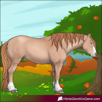 Horse Color:Gold Champagne 