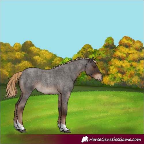 Horse Color:Liver Red Roan Tobiano Rabicano 