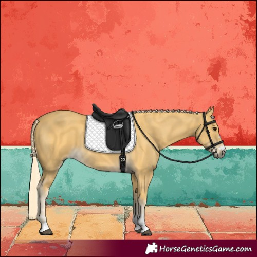 Horse Color:Palomino 