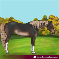 Horse Color:Liver Chestnut Tobiano Rabicano