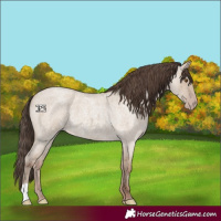 Horse Color:Classic Champagne Roan Dun 