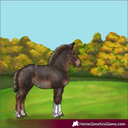 Horse Color:Liver Chestnut Tobiano Rabicano 