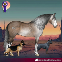 Horse Color:Gray White Spotted Brown Dun 