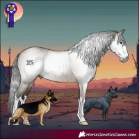 Horse Color:Gray White Spotted Brown Dun 