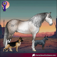 Horse Color:Gray White Spotted Brown Dun 