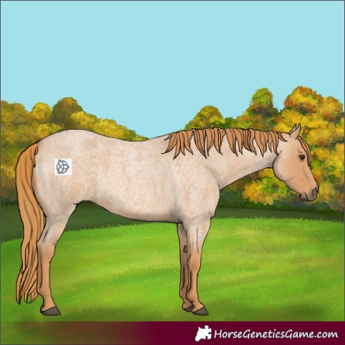 Horse Color:Red Roan 