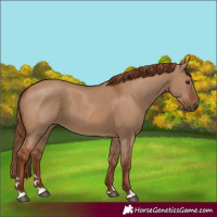 Horse Color:Red Dun
