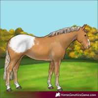 Horse Color:Palomino Appaloosa