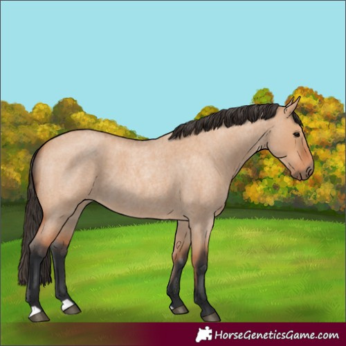 Horse Color:Bay Roan Dun 