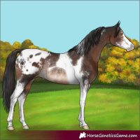 Horse Color:Liver Chestnut Sabino Tobiano Varnish Rabicano 