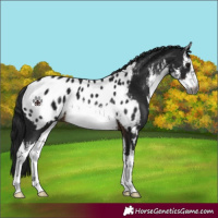Horse Color:Gray White Spotted Brown Appaloosa 
