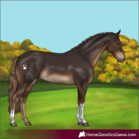 Horse Color:Liver Chestnut Tobiano Rabicano 