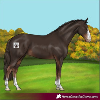 Horse Color:Liver Chestnut Appaloosa 