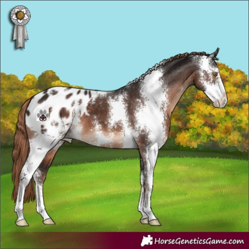 Horse Color:Liver Chestnut Sabino Appaloosa 