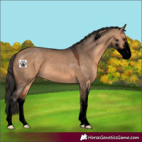 Horse Color:Void Bay Dun Sabino 