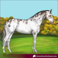 Horse Color:Liver Red Dun Sabino Frame 
