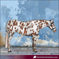 Horse Color:Chestnut Near Leopard 