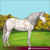 Horse Color:Amber Champagne Appaloosa 